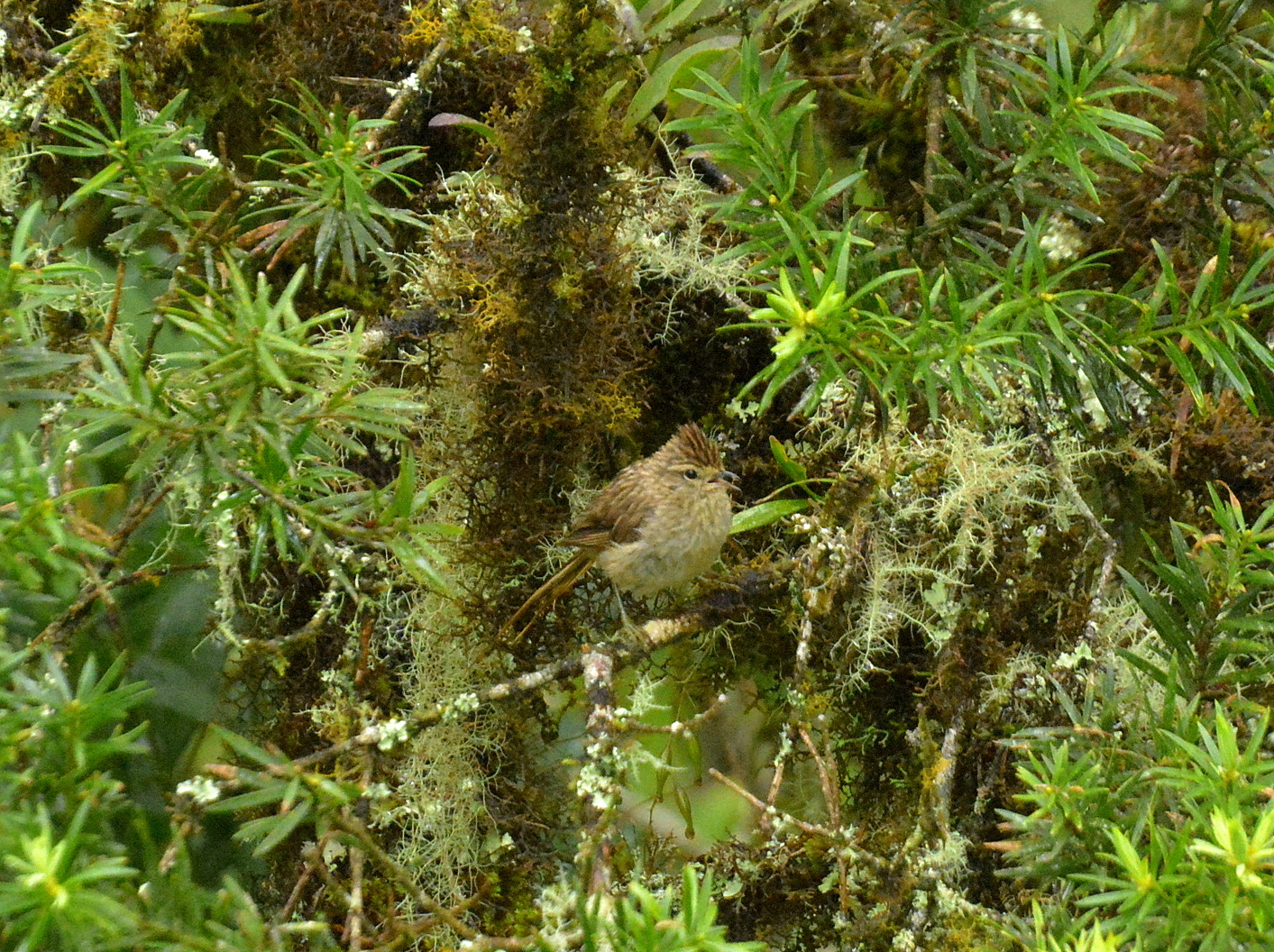 Striolated Tit-Spinetail (Leptasthenura striolata), photo 4