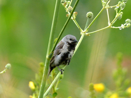 Black-bellied Seedeater (Sporophila melanogaster), photo 4