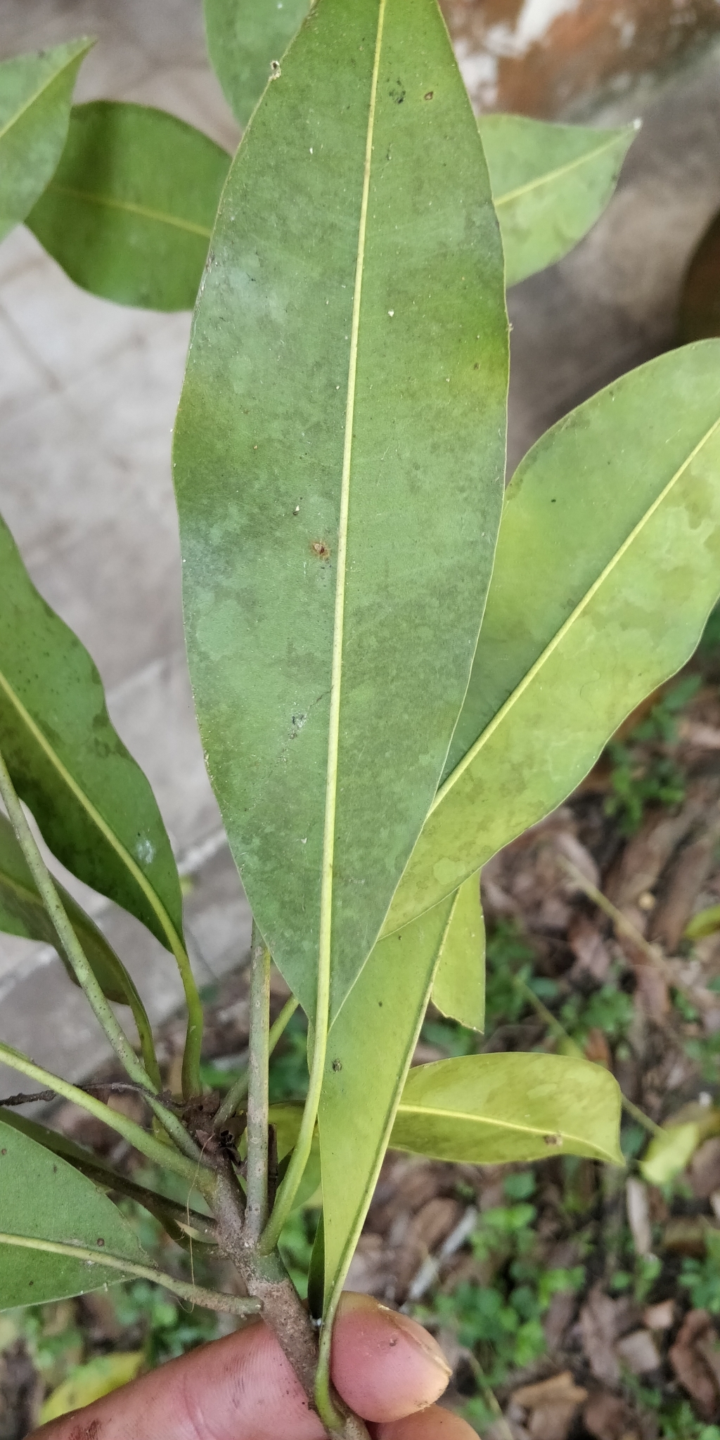 Imagem de Sapoti