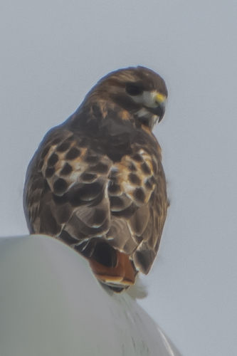 Red-tailed Hawk