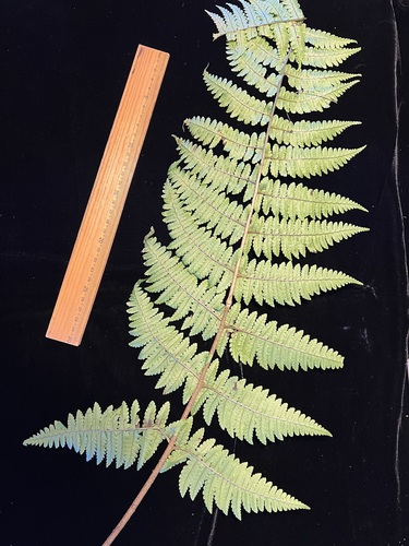Dryopteris mauiensis observed 2022-09-28