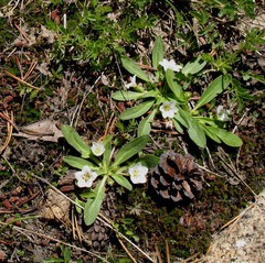 Hesperochiron pumilus