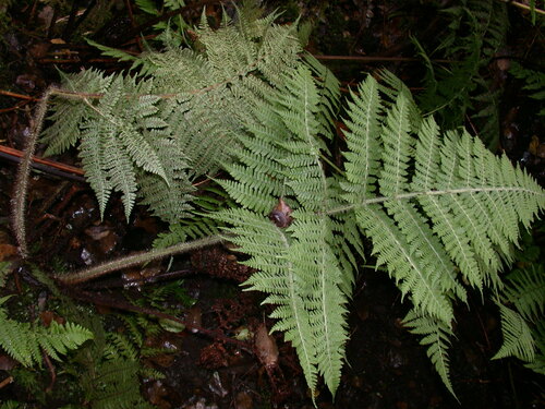 Dryopteris rubiginosa observed 2002-06-26