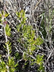 Eriogonum fasciculatum polifolium