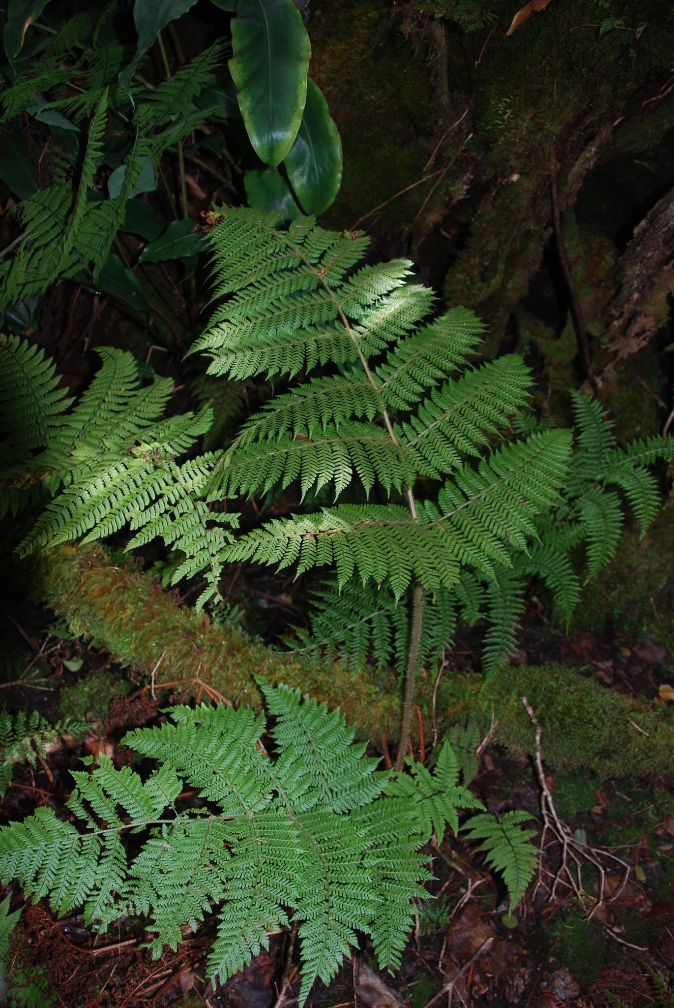 Dryopteris rubiginosa
