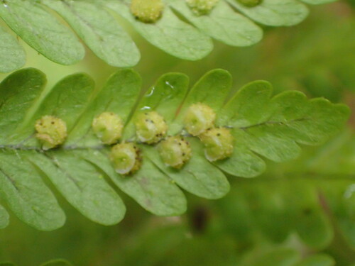 Dryopteris rubiginosa
