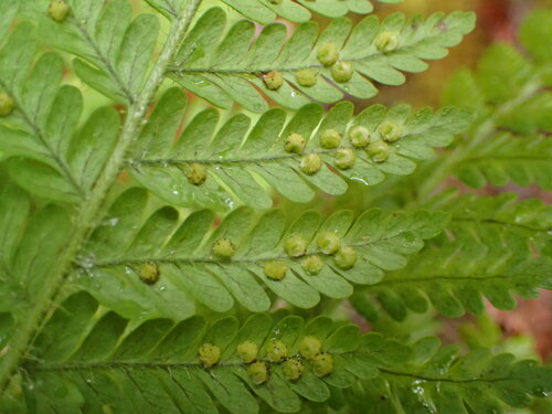 Dryopteris rubiginosa
