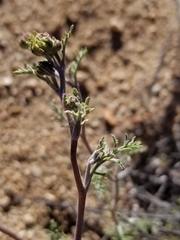 Chaenactis stevioides