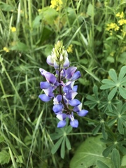 Lupinus