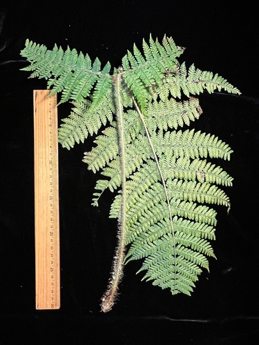Dryopteris rubiginosa