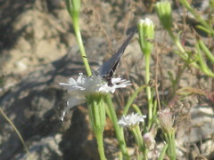 Strymon melinus
