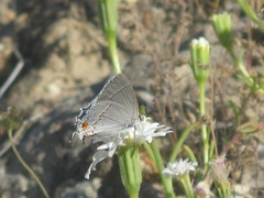 Strymon melinus