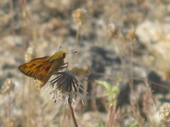 Hylephila phyleus
