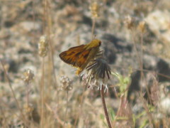 Hylephila phyleus