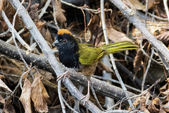 Pipilo maculatus × ocai