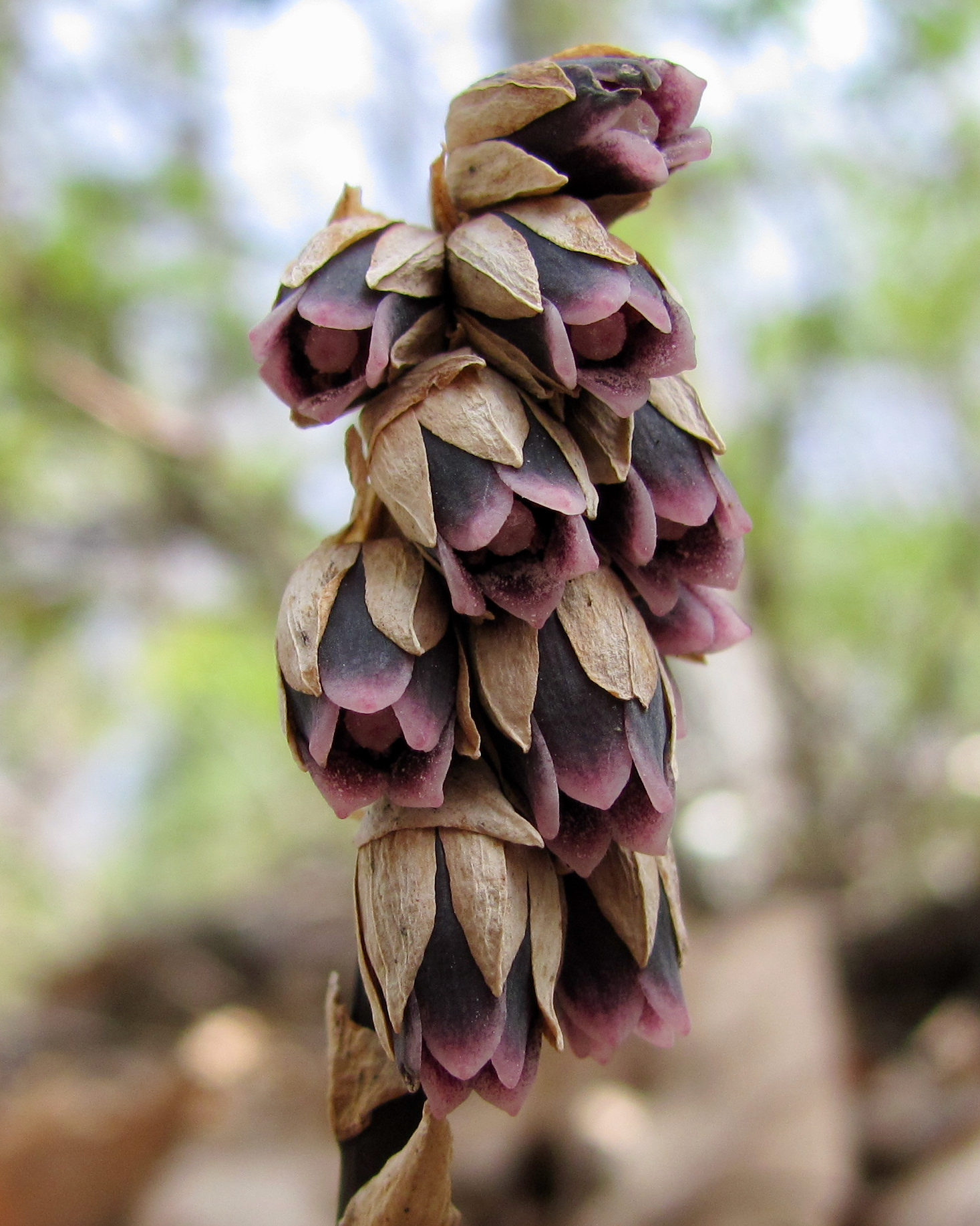 Monotropsis odorata