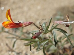 Acmispon oroboides