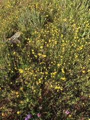 Pentachaeta aurea aurea