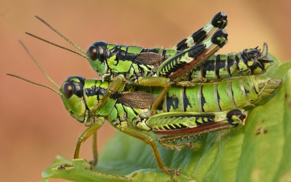 Eastern Mountain Grasshopper