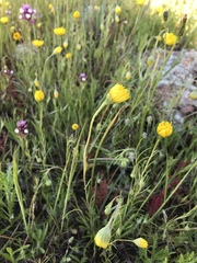 Pentachaeta aurea aurea