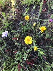 Pentachaeta aurea aurea