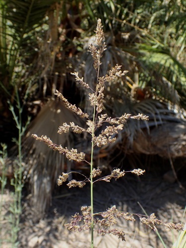Janochloa antidotalis