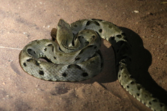 Bothrops moojeni