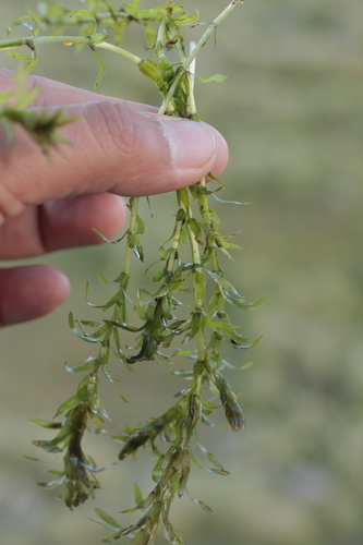 Elodea potamogeton observed 2024-01-14