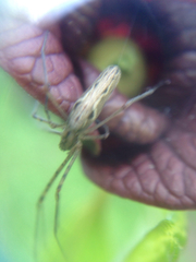 Tetragnatha versicolor