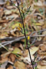 Lactuca triangulata