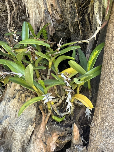 Epidendrum nitens Rchb.f.