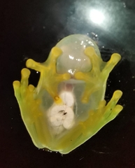 Diane's Bare-Hearted Glass Frog photo 2