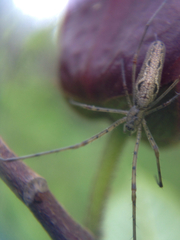 Tetragnatha versicolor
