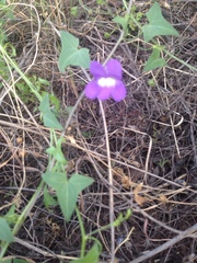 Maurandya antirrhiniflora