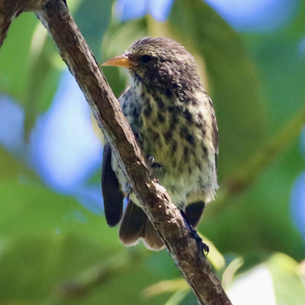 Cocos Finch in January 2024 by Dwight Baker · iNaturalist