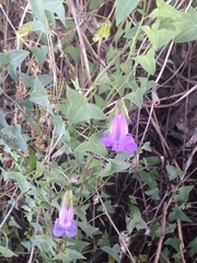 Maurandya antirrhiniflora