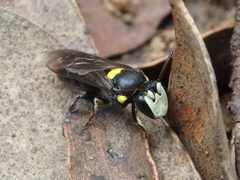 Amphylaeus morosus