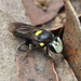Capricious Dimorphic-Masked Bee - Photo (c) Michael Keogh, some rights reserved (CC BY-NC-SA), uploaded by Michael Keogh