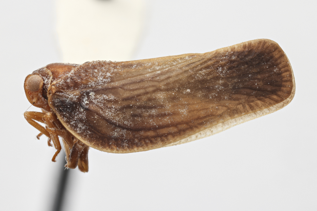 Euhyloptera