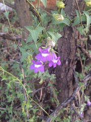 Maurandya antirrhiniflora