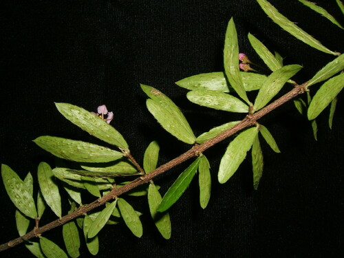 Malpighia cubensis