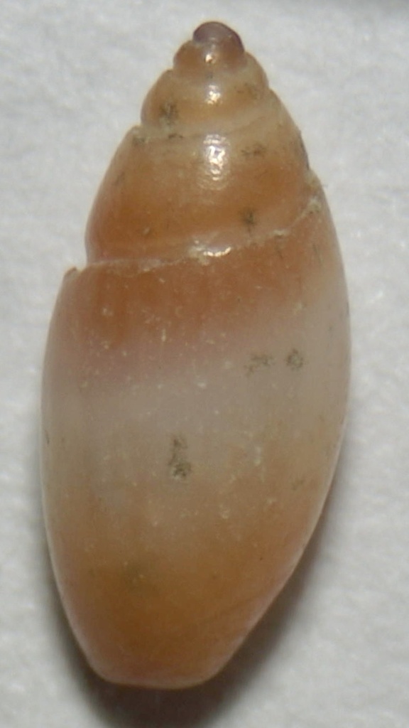 Olivella inusta