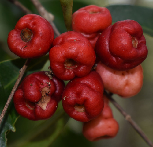 Syzygium claviflorum observed 2023-11-28
