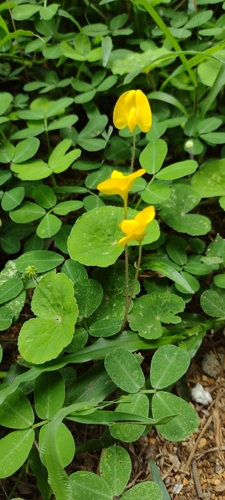 Foto de Amendoim-forrageiro