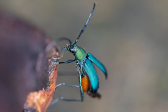 Chrysoprasis hirtula