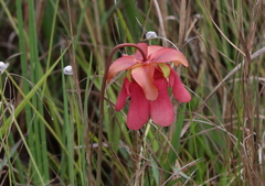 Sarracenia