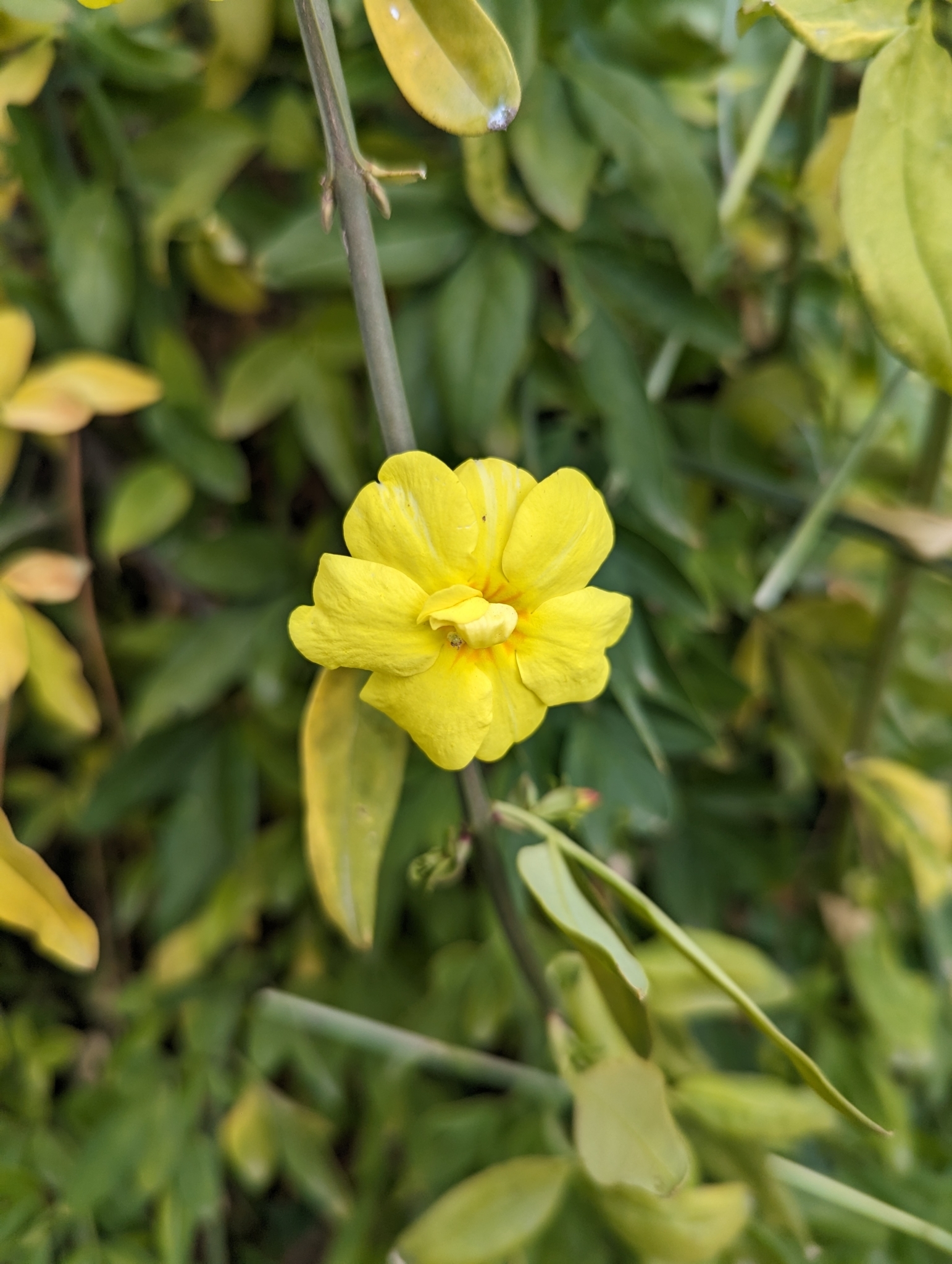 Imagem de Jasmim-amarelo