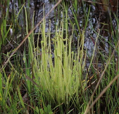 Drosera tracyi