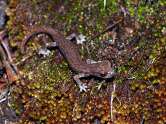Shasta Salamander photo 3