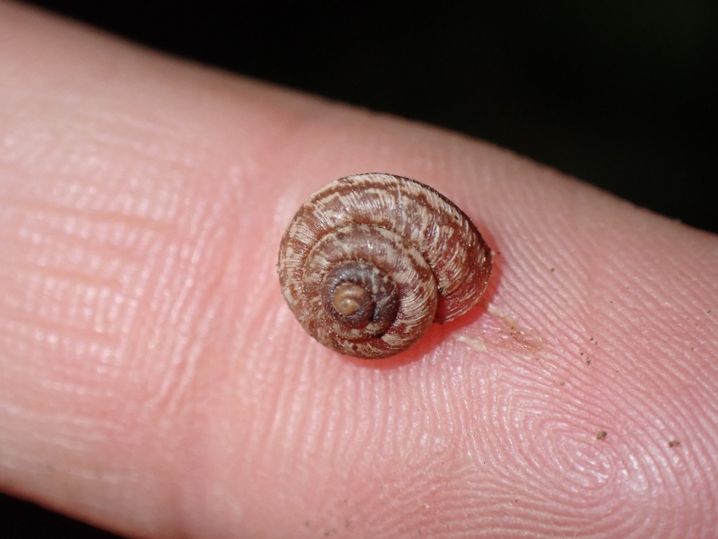 Xerotricha orbignii